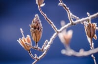 jpeter2-winter-598631_1920