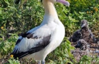 Short_tailed_Albatross1