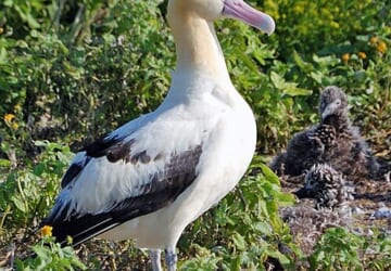Short_tailed_Albatross1